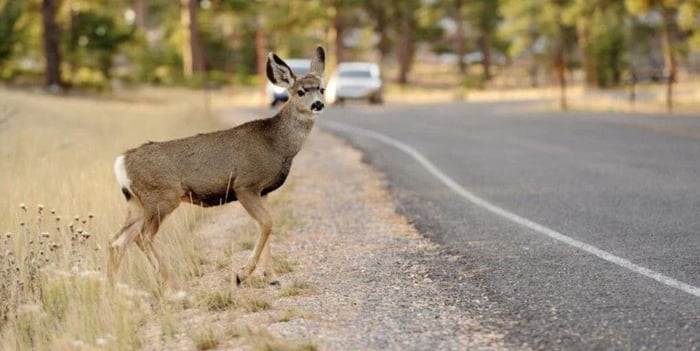 Cars vs. Animals:  How Likely Is It To Happen To You?