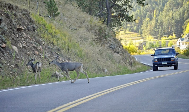 Antler Alert: Vehicle & Animal Collisions On The Rise