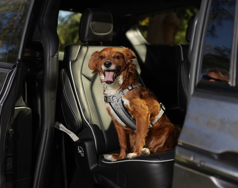 10 Best New Cars For Dog Lovers