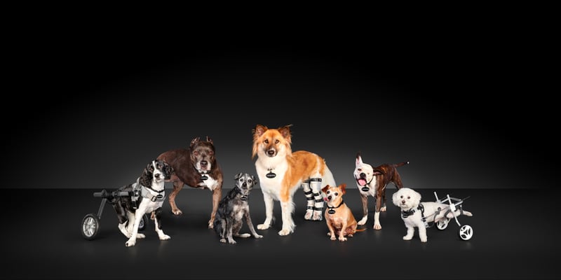 Subaru Celebrates Annual National Make A Dog’s Day This Month